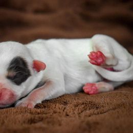 Girl 1 - Brown white and tan female Cockapoo puppy in Ellensburg, Washington from Dawn to Dusk Cockapoos