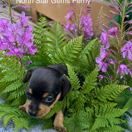 Girl 1 - Black and tan female Prague Ratter puppy in Seward, Alaska from North Star Gem’s Prague Ratters