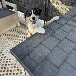 Rascal - Black tri-color male Australian Shepherd puppy in Lancaster, California from Al Sira Australian Shepherds
