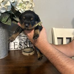 Boy 5 - Rottweiler puppy in Ohio from Vom Hause Bishop
