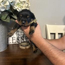 Boy 5 - Rottweiler puppy in Ohio from Vom Hause Bishop