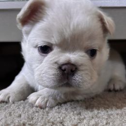 French Bulldog puppies from LCBMM