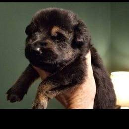 German Shepherd Puppies from Sevilla German Shepherds