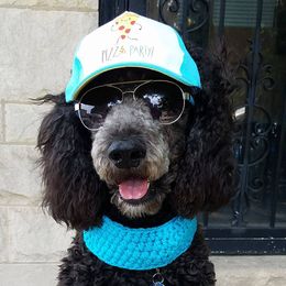 Poodle All Grown Up from Illini Spirit Standard Poodles