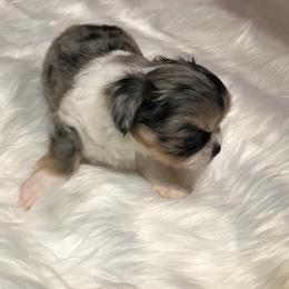 Chihuahua Puppies from Chilove Chihuahuas