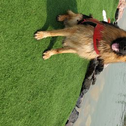 Hero - German Shepherd