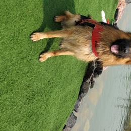Hero - German Shepherd