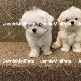 Maltese Puppies from JennieMiniPets