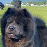Enzo - Chow Chow
