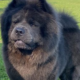 Enzo - Chow Chow