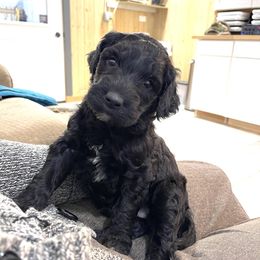 Sparkle - Black female Goldendoodle puppy in Sugarcreek, Ohio from True Hearted Doodles