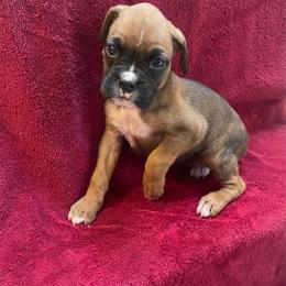 Leeann Rimes - Fawn female Boxer puppy in Willard, North Carolina from Boone’s Boxers of North Carolina