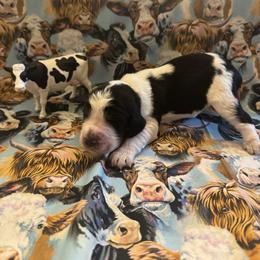Jersey - Black white and tan male English Springer Spaniel puppy in Braidwood, Illinois from A & R Springers