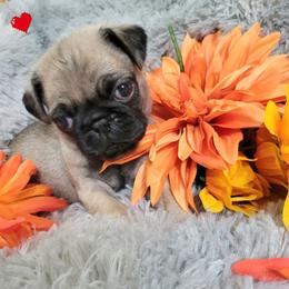 Red Boy - Fawn male Pug puppy in Weirsdale, Florida from Splash of Color Pug's