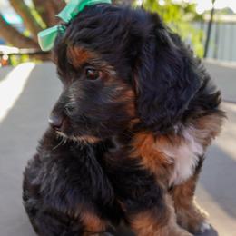 Maya - Black tri-color female Aussiedoodle puppy in Crowley, Texas from Nelson's Aussies and Aussiedoodles