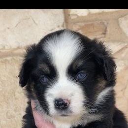 Girl 2 - Miniature Australian Shepherd puppy in Paris, Texas from Kuttin’ Up Mini Aussies