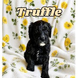 Truffle - Black and white male Bernedoodle puppy in High Point, North Carolina from Kingsfield Doodles
