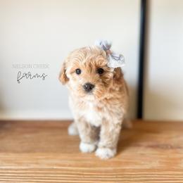 Pink - Lois Lane - Apricot female Maltipoo puppy in Huntsville, Texas from Nelson Creek Farms
