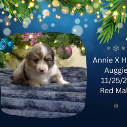 Red Male - Blue merle and white male American Corgi puppy in Campbellsburg, Indiana from Kates Corgis