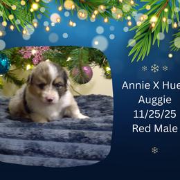 Red Male - Blue merle and white male American Corgi puppy in Campbellsburg, Indiana from Kates Corgis