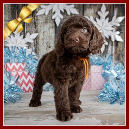 Ethan - Brown male Cockapoo puppy in Connersville, Indiana from Deaz Doodle Ranch