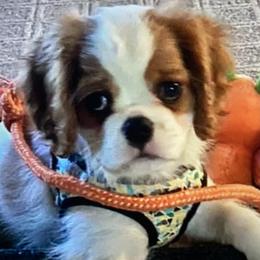 Cavalier King Charles Spaniel Puppies from Mapleview Cavalier King Charles Spaniels