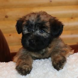 Soft Coated Wheaten Terriers from Hardin Hills Wheatens