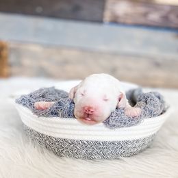 Poodle Puppies from LeBaron Standard Poodles