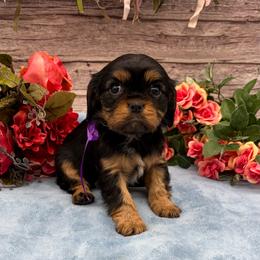 Molly - Black and tan female Cavalier King Charles Spaniel puppy in Crawford, Tennessee from Lilly Lane Spaniels