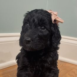 Goldendoodle Puppies from Southern Darling Doodles