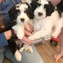 Aussiedoodle Puppies from Ever After Mini Doodles