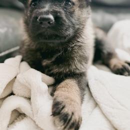 Girl 1 - Sable female German Shepherd puppy in Denver, Colorado from Morales Kennels