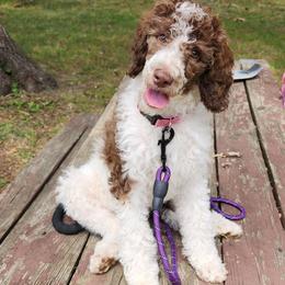 Sally - Parti female Poodle puppy in Dover, Delaware from Dogtastic Poodles