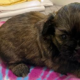 Shih Tzus from Dorothy's Shih Tzus