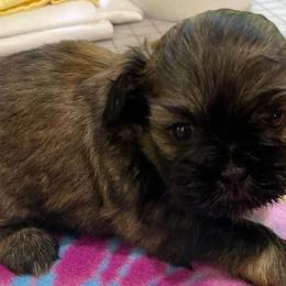 Shih Tzus from Dorothy's Shih Tzus