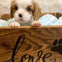 Cavalier King Charles Spaniel Puppies from Heaven Sent Cavaliers