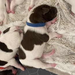 Strait - Blue Collar - Liver and white male German Shorthaired Pointer puppy in Conroe, Texas from Tipsy Rabbit GSP TopDog Kennel