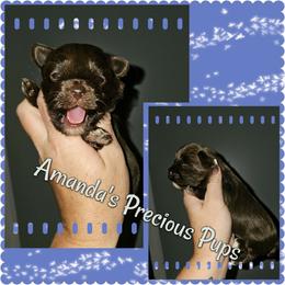 Rio - Liver male Yorkshire Terrier puppy in Wartburg, Tennessee from Amanda's Precious Pups