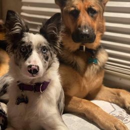 Border Collie Puppies from By Design Farm