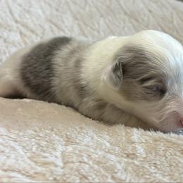 Archie - Blue merle and white male American Corgi puppy in Decatur, Texas from Bar S Corgis