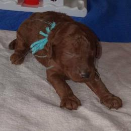Boy 4 - male Poodle puppy in Licking, Missouri from Majestic Embrace Poodles