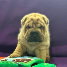 Pumpkin - Red fawn female Chinese Shar-Pei puppy in China, Michigan from Blackwitch Farms