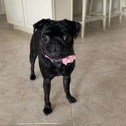 Pug Puppies from Camp Pug