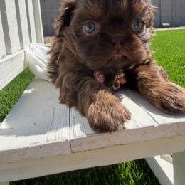 Lady Godiva - Chocolate female Shih Tzu puppy in Coolidge, Arizona from Shih Tzu’s  ‘N’ Love