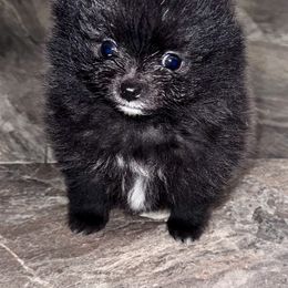 Pomeranian Puppies from Heartlove Poms
