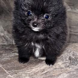 Pomeranian Puppies from Heartlove Poms