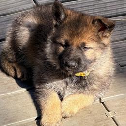 Yellow collar - Sable female German Shepherd puppy in Hollis Center, Maine from Noble German Shepherds of Maine