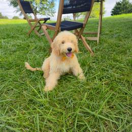 Banda Bear - Apricot male Goldendoodle puppy in Harrisonburg, Virginia from Curlytail Doodles
