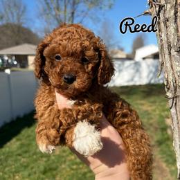 Reed - Red  male Poodle puppy in Morehead, Kentucky from Paw Perfect Pets