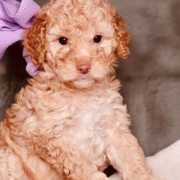 Pearl - Apricot female Goldendoodle puppy in Forney, Texas from Diamond Doodle Pups and Poodles